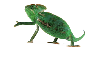 Kleintierpraxis Greiner, Neu-Ulm / Pfuhl – Reptilien